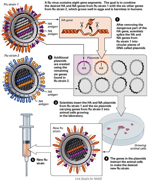 Scientific chart of creating a new flu strain via cell line.