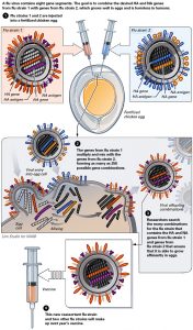 Scientific chart describing the creation of a new flu strain for flu vaccine via eggs.